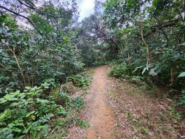 20241229界寮縱走下汐止2721697