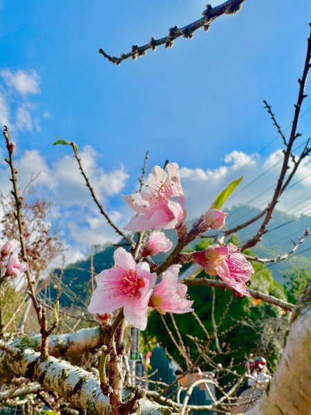 雪山坑登山步道尋巨人2978282