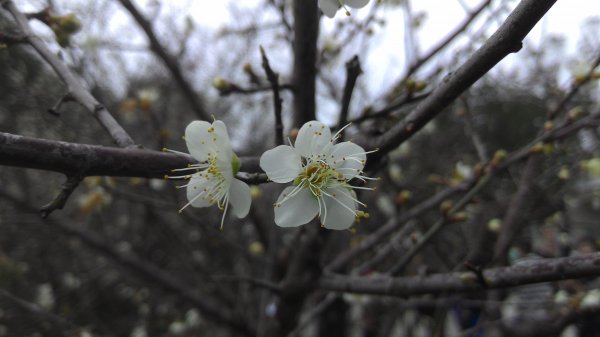 角板山行館梅花季201601101961478