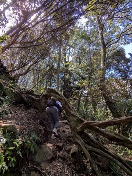 加里山（大坪登山口-杜鵑嶺-避難小屋）2767750