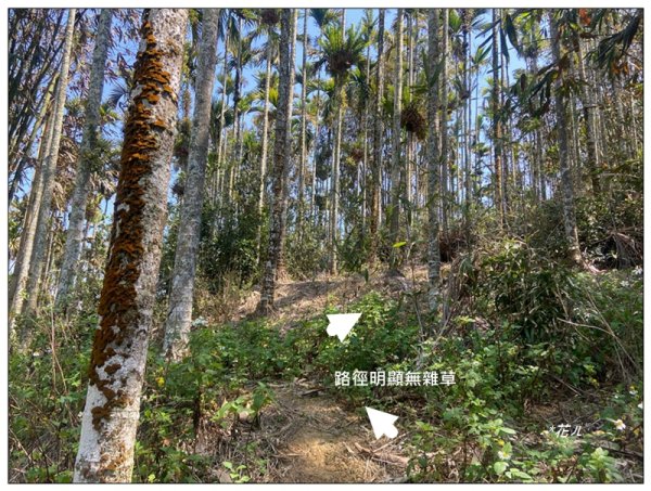 龜子坑山 (南投、魚池)2755650