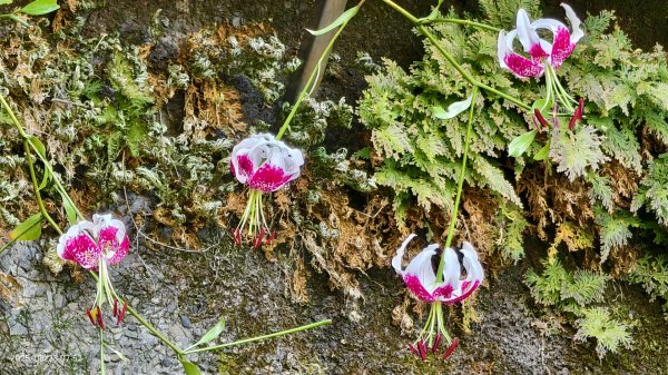 #二格山 #霞光 #日出 #艷紅鹿子百合 #大鳳蝶雄蝶 #紅花石蒜 #彼岸花 8/232867765