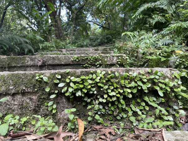 小百岳編號14-土庫岳、土庫岳東峰、山豬淚湖、山豬窟尖、山豬窟尖西南峰2154791