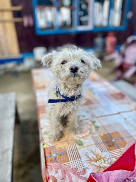 尼泊爾安納普娜ABC基地營健行2500036