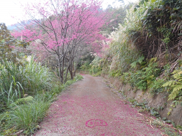 大崎棟古道的櫻花13219