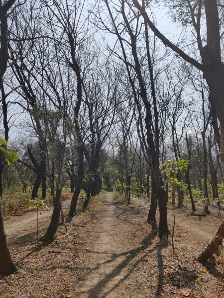 西瓜山森林步道(虎山森林步道)1272340