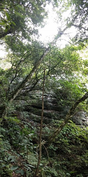 內鳥嘴山，北得拉曼神木群步道，瀑布初體驗1062623