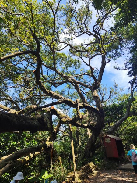 微笑山線：【大棟山系】百年大榕樹段2868471