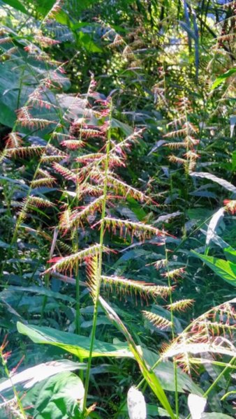 貴妃山、那結山O走1478362