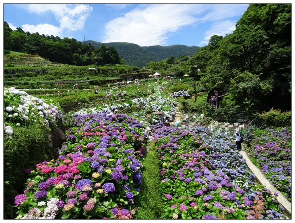 竹子湖/青楓步道986150