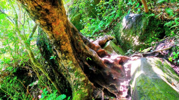 鹿兒島開聞岳,龍宮神社3027944