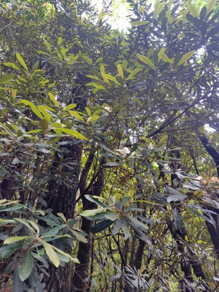 稍來小雪山國家步道、船型山、鞍馬山、鞍馬山東北峰、天池、雪山神木2799708