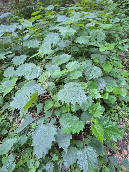 泰安麻必浩林道南坑山O型202502282724654