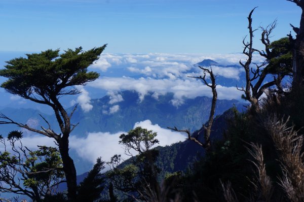 無與倫比的臺灣鐵杉與雲海～北大武山1125127