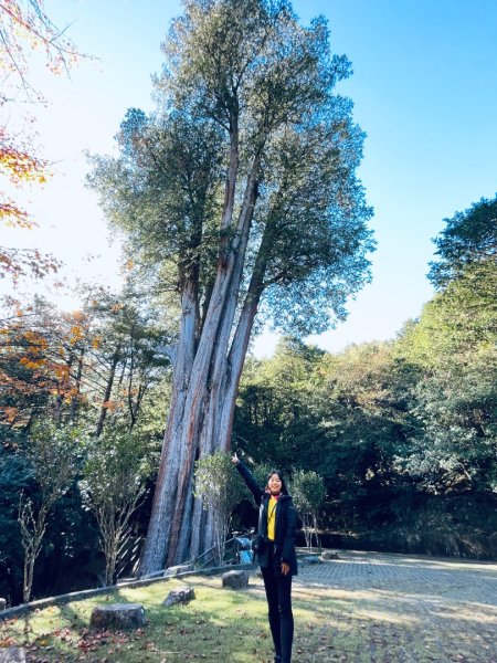 20241230 大雪山神木步道2745391