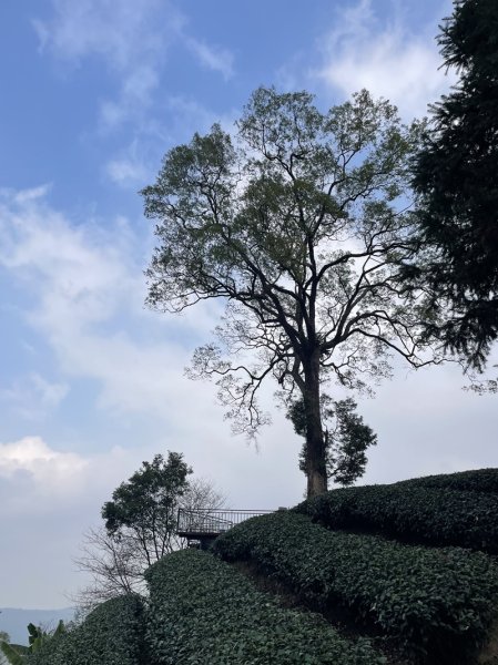 鹿谷小半天七連峰2992095