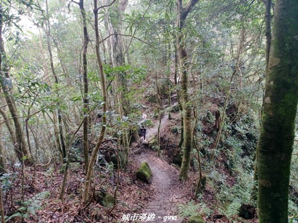 【新竹竹東】五指山登山步道3004822