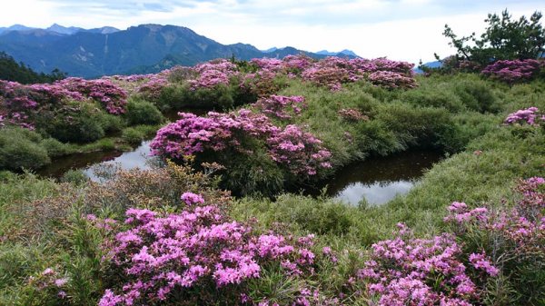 合歡山北峰 紅毛杜鵑611401