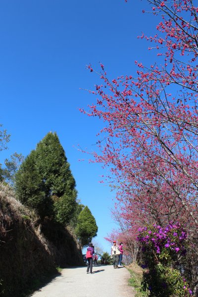 20210206高雄二集團山及櫻花公園1262852