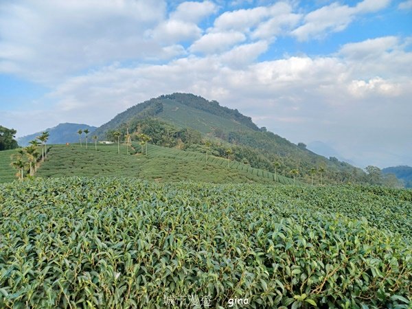 【雲林古坑】 翠綠茶園太迷人走到廢腿也甘心_雲嘉五連峰縱走2437406