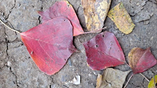 台北大縱走第一段1249086