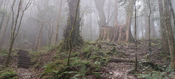 20231202_八仙山主峰步道+佳保台山2366000