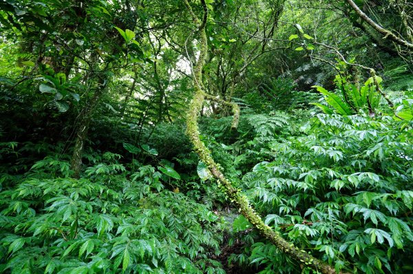 新北 烏來 下阿玉山2821599