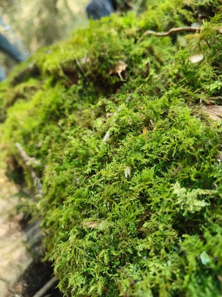 特富野古道>東水西峰>東水山>玉兒山>特富野古道（逆O)2743789