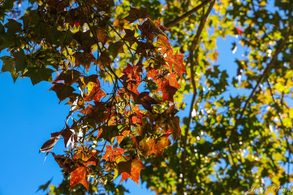 [苗栗]馬那邦山2355175