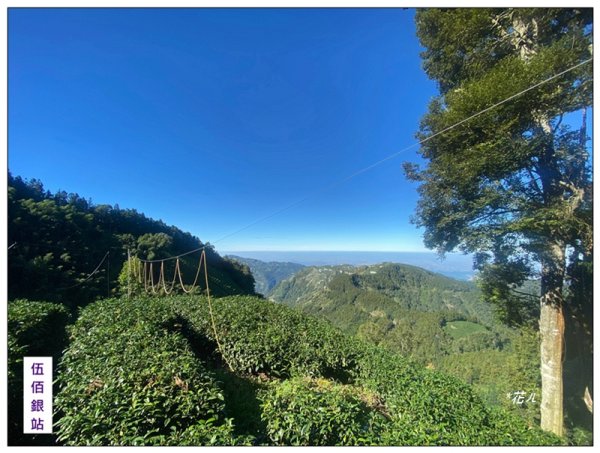 嶺頭山、金柑樹山、忘憂森林 O型一圈2944651