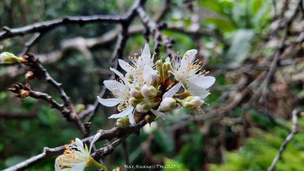 《台中》樹中有樹｜大坑步道6上7下O繞202502082708608