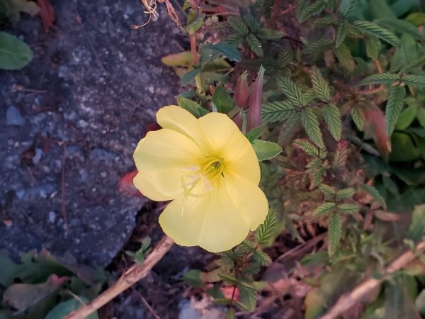 中橫大辣－屏風山1507794