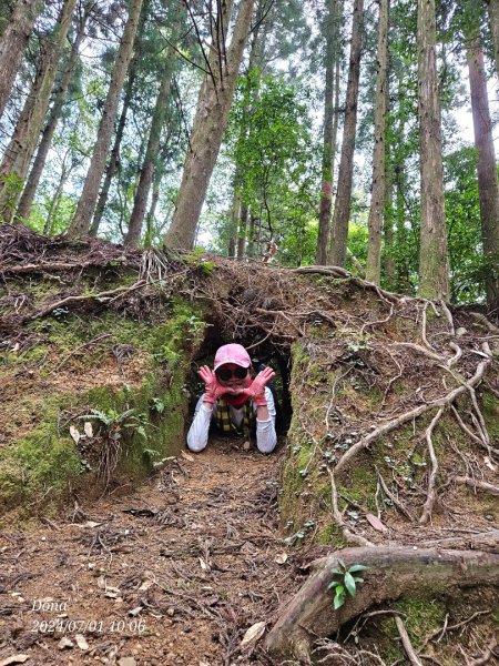 林相優美的油羅山，細數蟬鳴鳥叫2546800