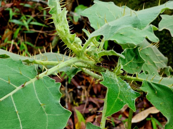西阿里關山-小百岳#66-高雄市甲仙區2749994