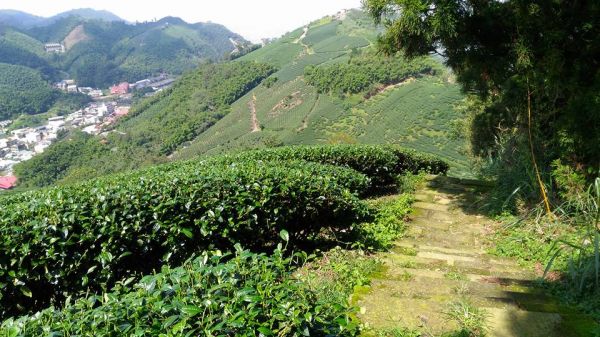 梨子腳山與太平山（小百岳）153199