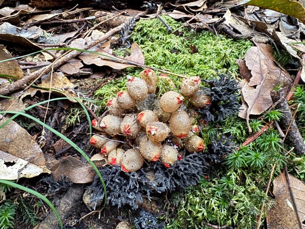 觀霧-檜山巨木群步道2925491