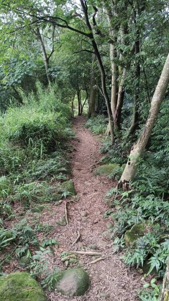 20250607 新竹竹東三山(樹杞林山 - 新具庄山 - 員崠子山)  O型2808912