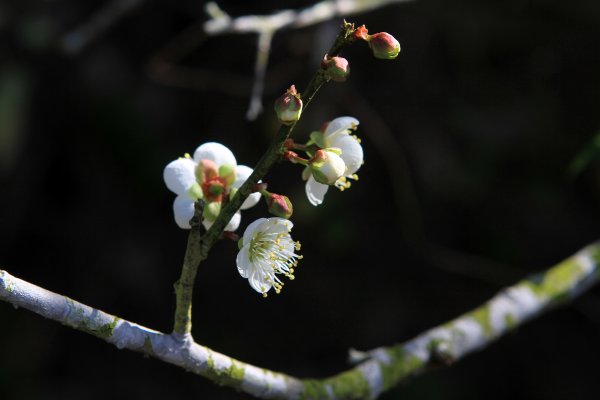 【臺南~楠西】梅嶺賞梅一~觀音步道1246931