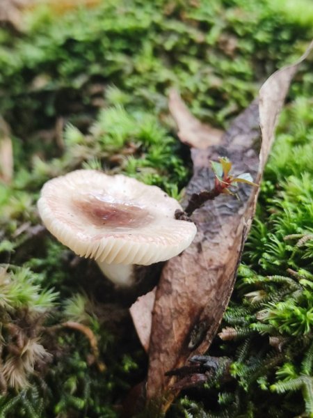 三貂嶺瀑布百大任務解鎖2957918