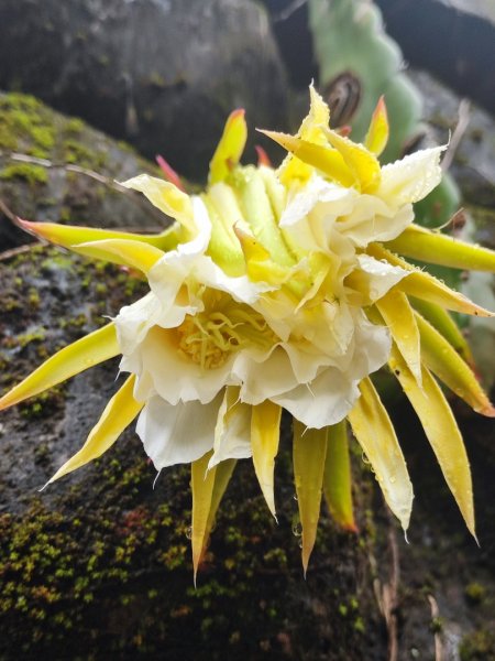 微笑山線之新店和美山-銀河洞2847791