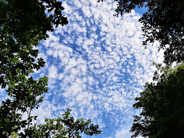 關渡親山步道｜雨過天晴 讓我們看雲去1435686