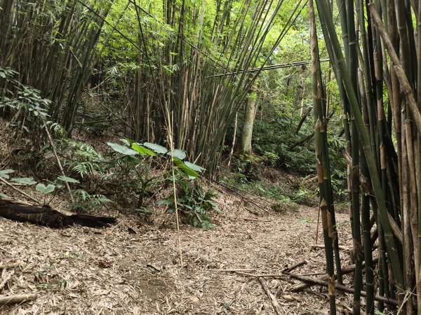 [百山百鳥尋旅-15/15] 2025_0929 硬漢嶺步道(觀音山)2900992