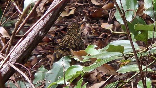 【中級山】谷關七雄波津加山2742323