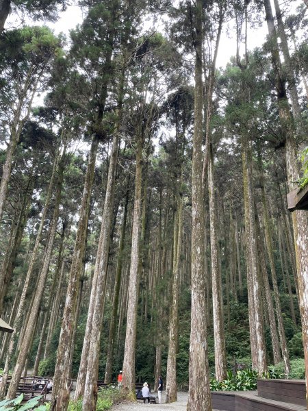 2度強渡關山未竟之藤枝國家森林遊樂區 多納部落 新威森林公園輕鬆走1880496
