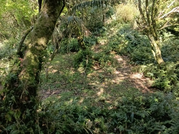 雙溪區坪溪古道-蛇仔崙-鶯子嶺-太和山-蛇子頭觀景台-梗枋越嶺古道鞍部-坪溪古道O型3029756