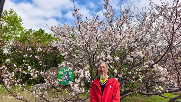#中山樓 #陽明公園 #十八份 #吉野櫻 #墨染櫻 #青斑蝶 #青帶鳳蝶 #大紅蛺蝶 3/143014879