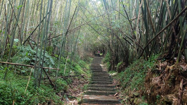 台北狗殷勤古道上平菁42巷下溪山古道賞櫻行2704914