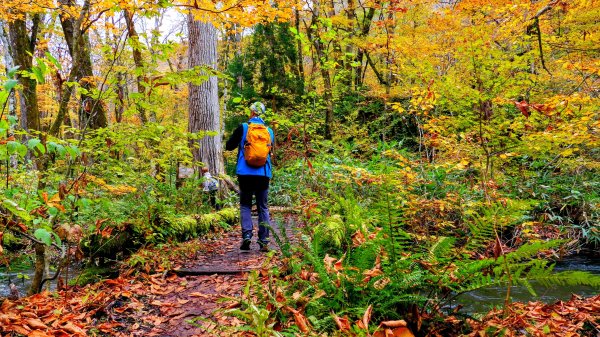 青森縣奧入瀨溪2929991