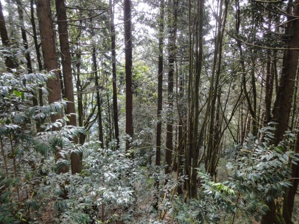 瓏美麗一週一步道（鳶嘴稍來）396445