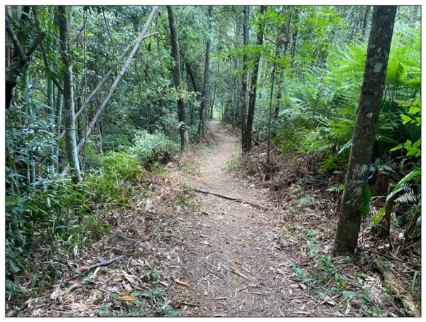 澀水森林步道、水上瀑布2846780
